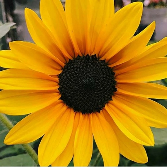 Meet your Posher, Brittney - Picture 1 of 1